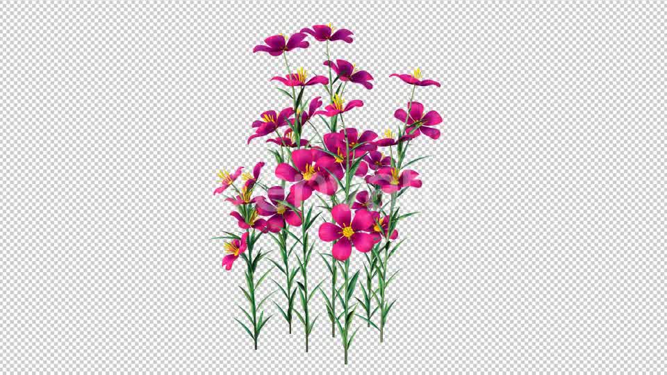 Grow Flowers 4K Videohive 22969930 Motion Graphics Image 8
