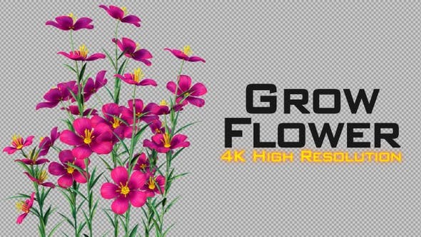 Grow Flowers 4K - Videohive Download 22969930