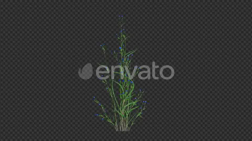 Growing Blue Flower Videohive 22383212 Motion Graphics Image 10