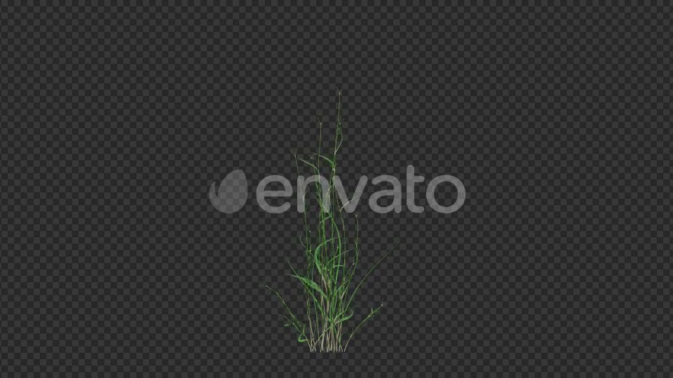 Growing Blue Flower Videohive 22383212 Motion Graphics Image 3