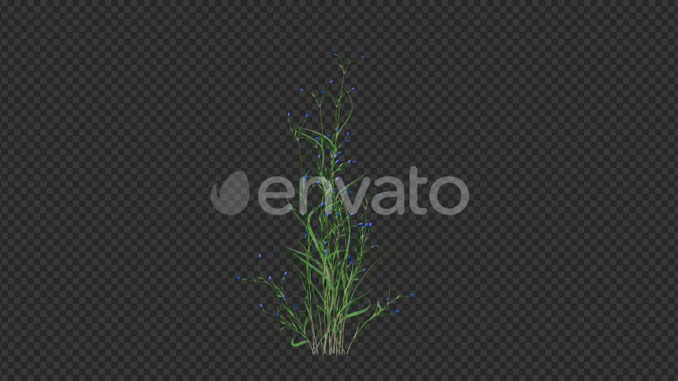 Growing Blue Flower Videohive 22383212 Motion Graphics Image 4