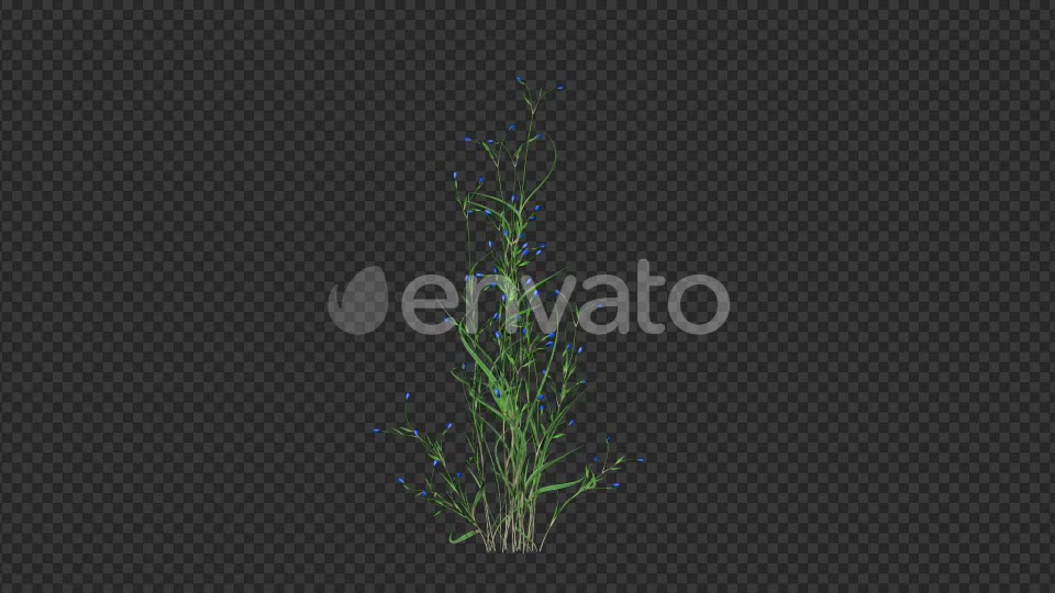 Growing Blue Flower Videohive 22383212 Motion Graphics Image 5