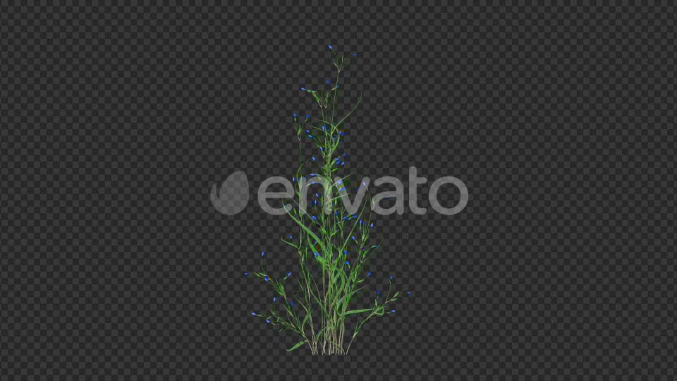 Growing Blue Flower Videohive 22383212 Motion Graphics Image 6