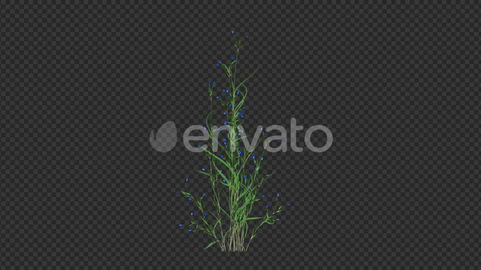 Growing Blue Flower Videohive 22383212 Motion Graphics Image 7