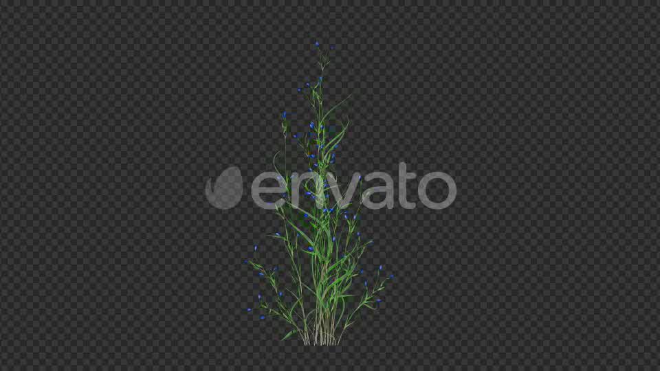 Growing Blue Flower Videohive 22383212 Motion Graphics Image 8