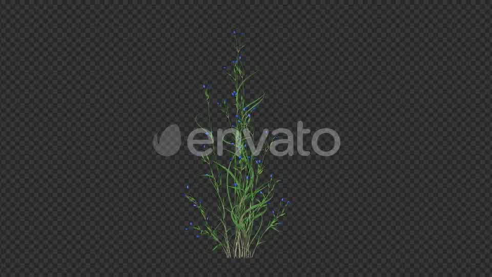 Growing Blue Flower Videohive 22383212 Motion Graphics Image 9