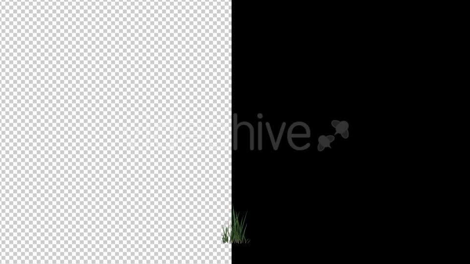 Growing Flower Videohive 19641029 Motion Graphics Image 2