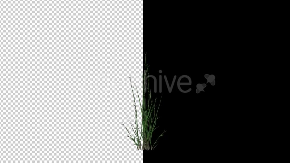 Growing Flower Videohive 19641029 Motion Graphics Image 3