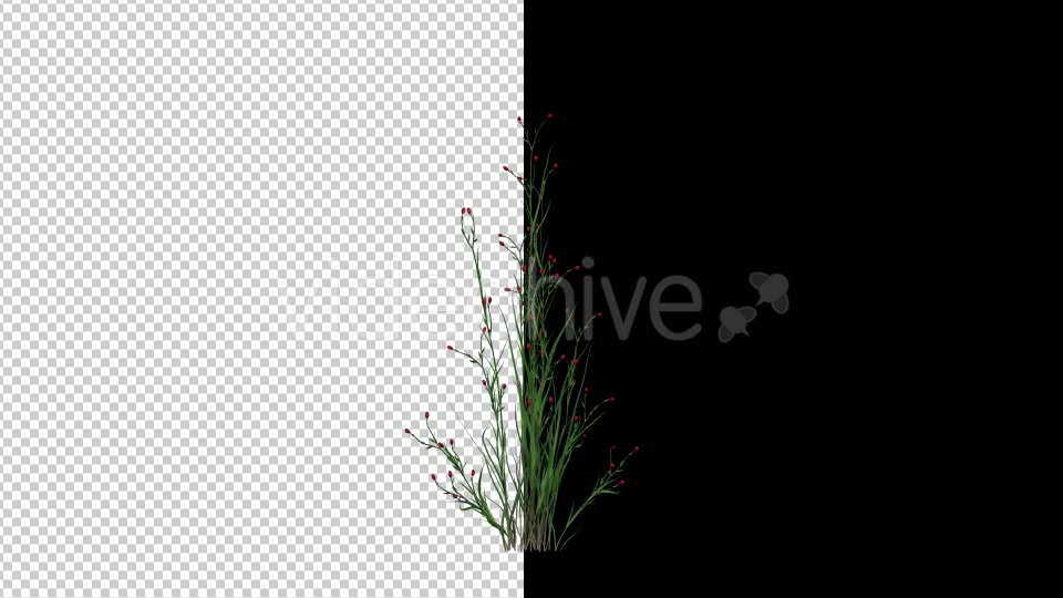 Growing Flower Videohive 19641029 Motion Graphics Image 4