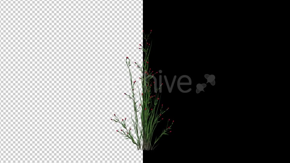 Growing Flower Videohive 19641029 Motion Graphics Image 5