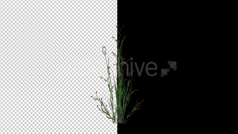 Growing Flower Videohive 19641029 Motion Graphics Image 6