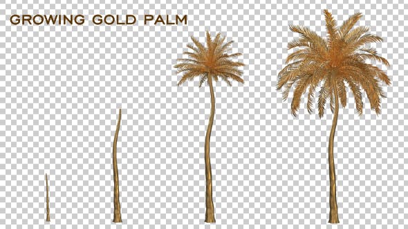 Growing Gold Palm - 19460859 Download Videohive