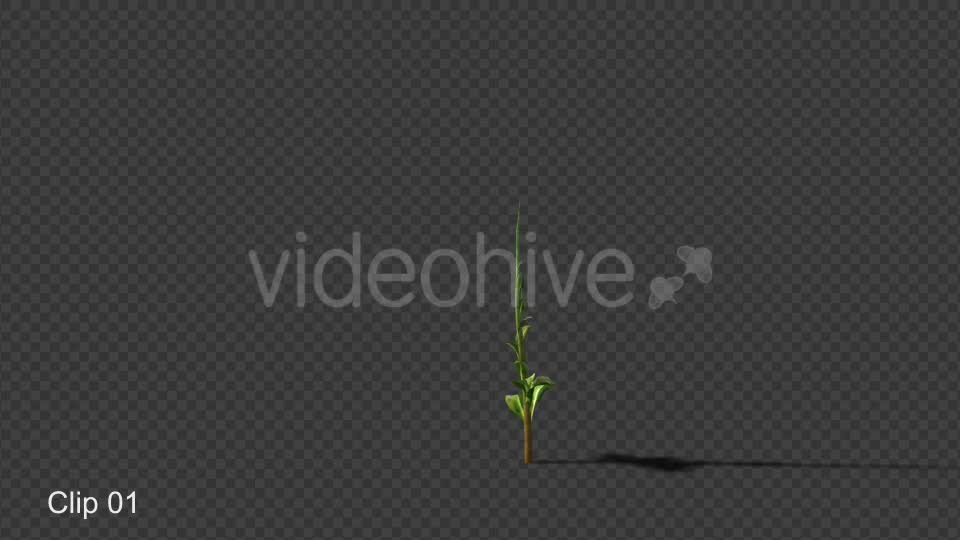 Growing Plants Videohive 21160367 Motion Graphics Image 2