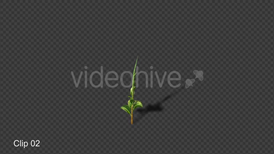 Growing Plants Videohive 21160367 Motion Graphics Image 5