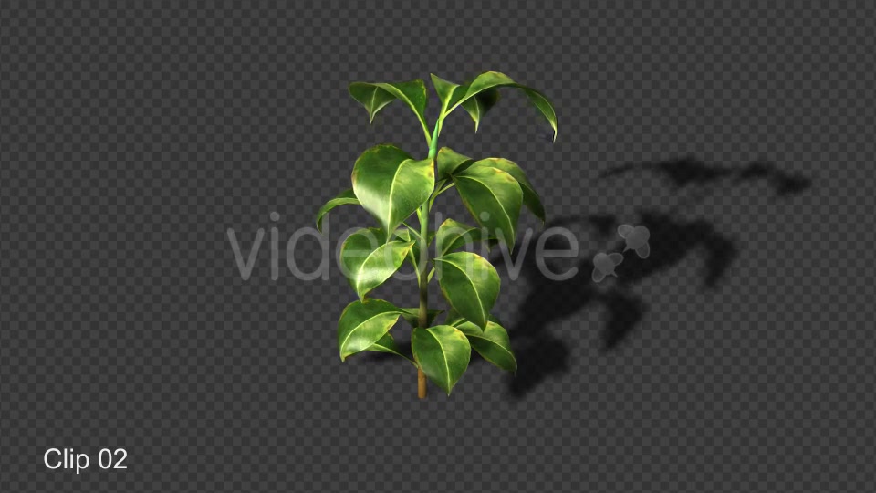 Growing Plants Videohive 21160367 Motion Graphics Image 6