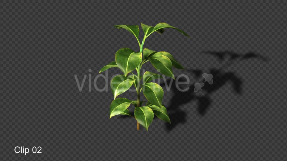 Growing Plants Videohive 21160367 Motion Graphics Image 7