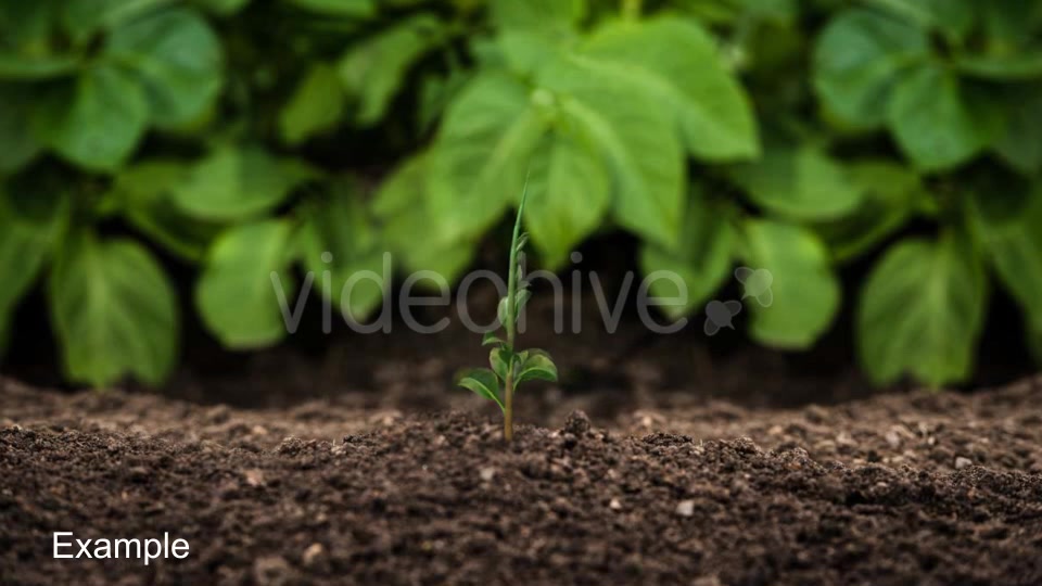 Growing Plants Videohive 21160367 Motion Graphics Image 8