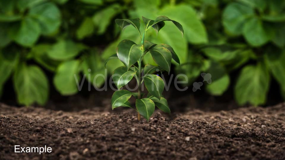 Growing Plants Videohive 21160367 Motion Graphics Image 9