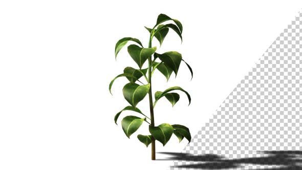 Growing Plants - 21160367 Videohive Download