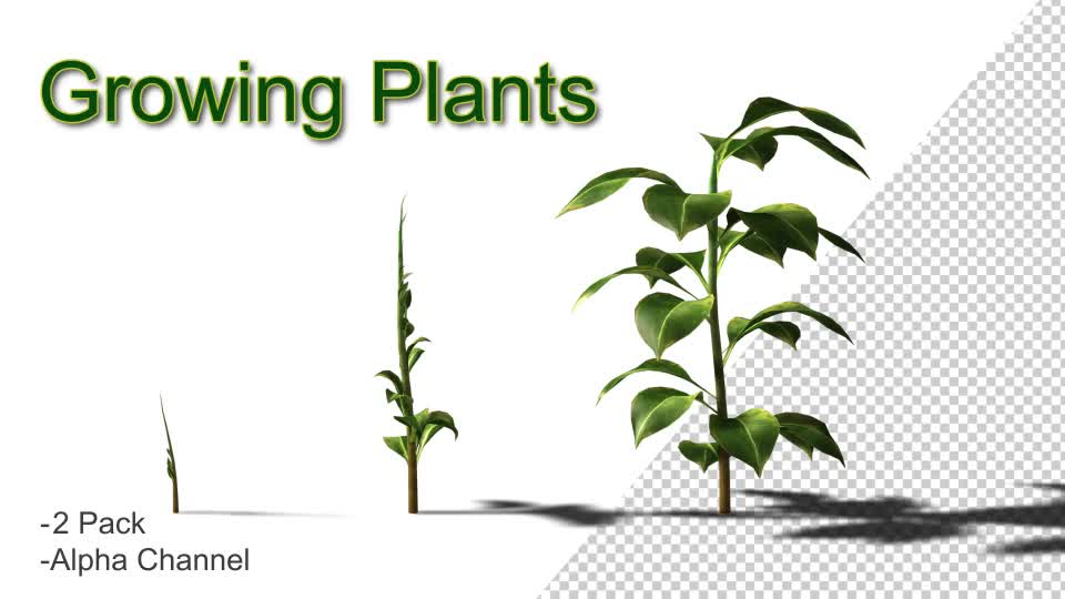 Growing Plants Videohive 20821046 Motion Graphics Image 1