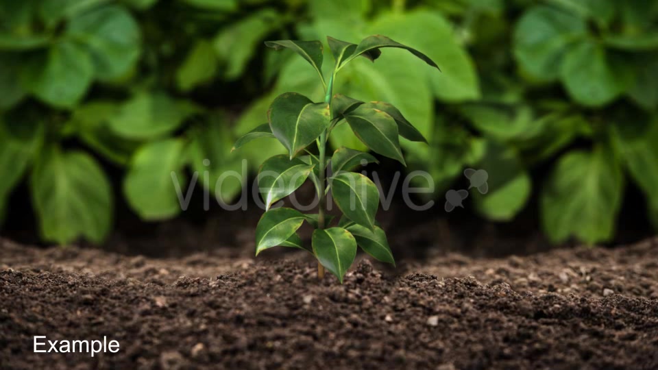 Growing Plants Videohive 20821046 Motion Graphics Image 10