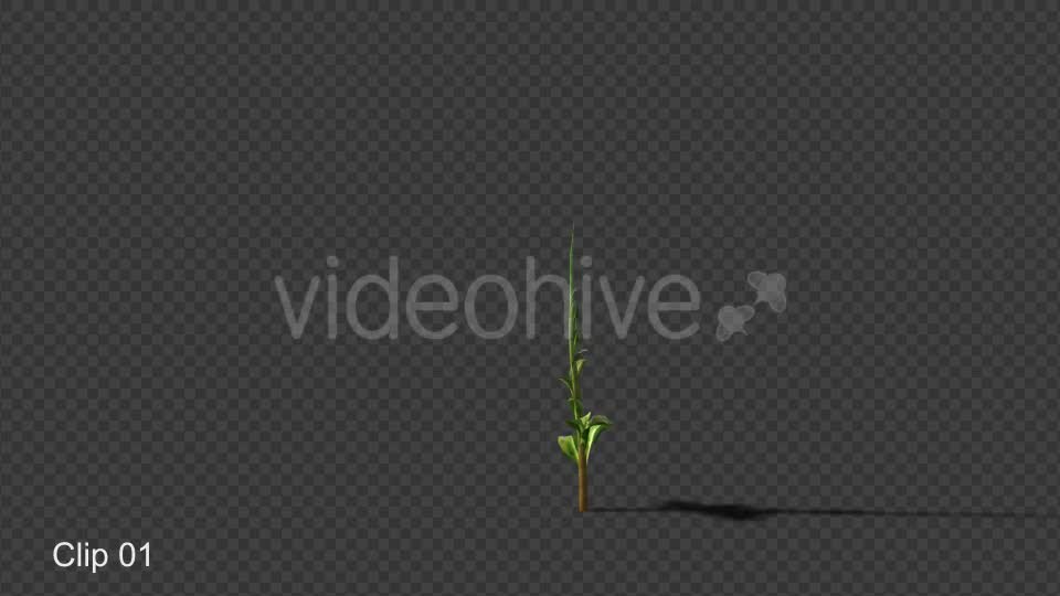 Growing Plants Videohive 20821046 Motion Graphics Image 2