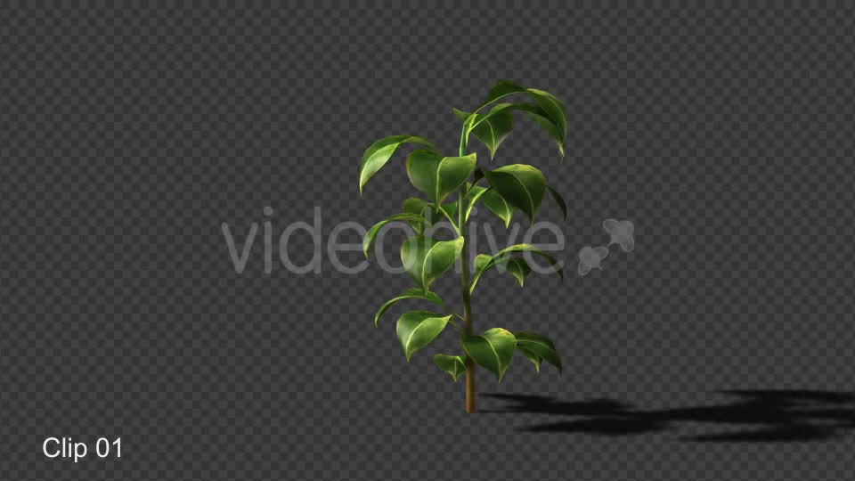 Growing Plants Videohive 20821046 Motion Graphics Image 3