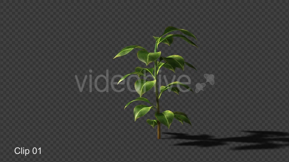 Growing Plants Videohive 20821046 Motion Graphics Image 4