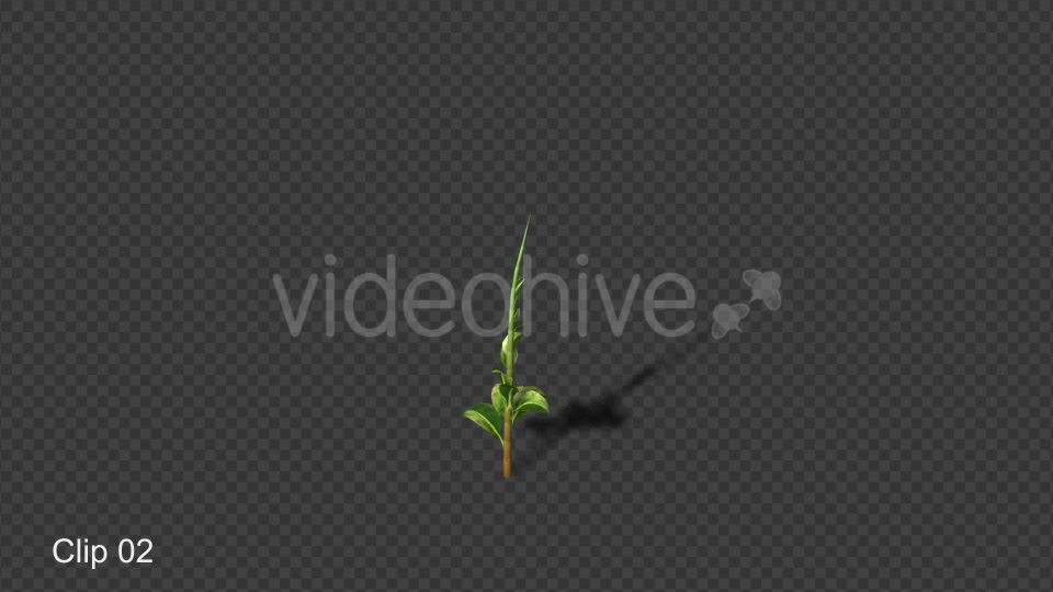 Growing Plants Videohive 20821046 Motion Graphics Image 5