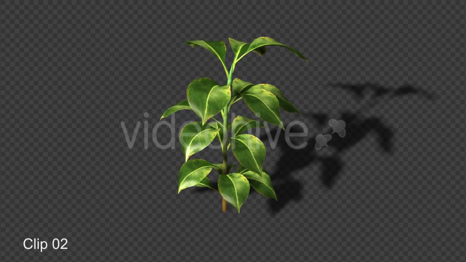 Growing Plants Videohive 20821046 Motion Graphics Image 7