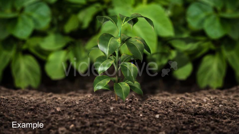 Growing Plants Videohive 20821046 Motion Graphics Image 9