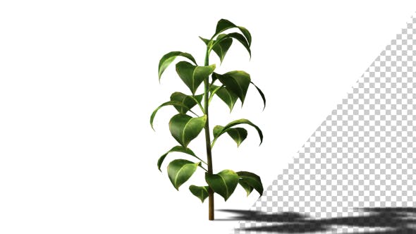 Growing Plants - Download Videohive 20821046