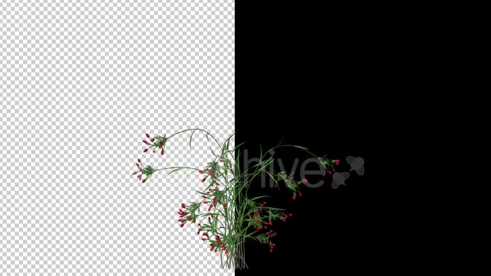 Growing Red Flower Videohive 20545783 Motion Graphics Image 1