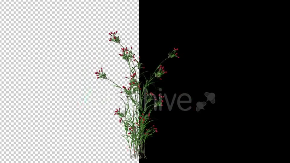 Growing Red Flower Videohive 20545783 Motion Graphics Image 2