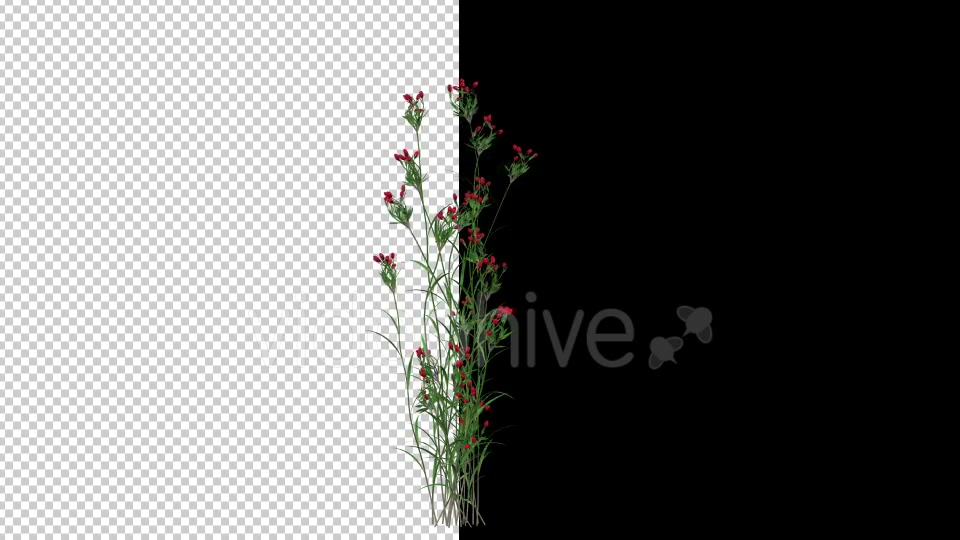 Growing Red Flower Videohive 20545783 Motion Graphics Image 3