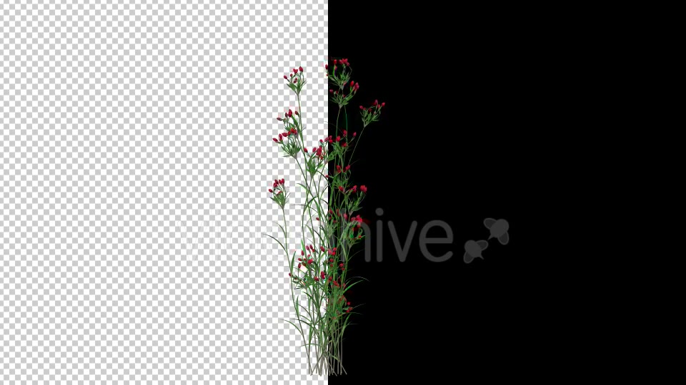 Growing Red Flower Videohive 20545783 Motion Graphics Image 4