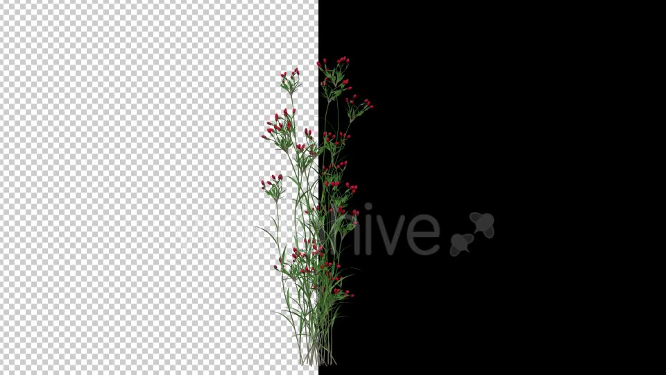 Growing Red Flower Videohive 20545783 Motion Graphics Image 5