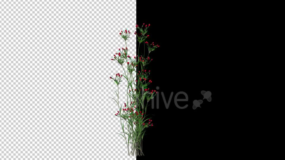 Growing Red Flower Videohive 20545783 Motion Graphics Image 6