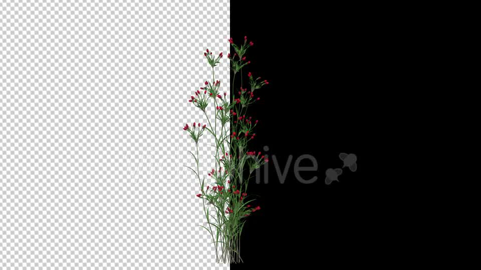 Growing Red Flower Videohive 20545783 Motion Graphics Image 7