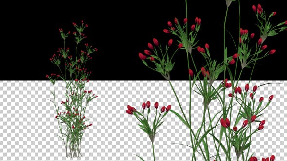 Growing Red Flower - 20545783 Videohive Download