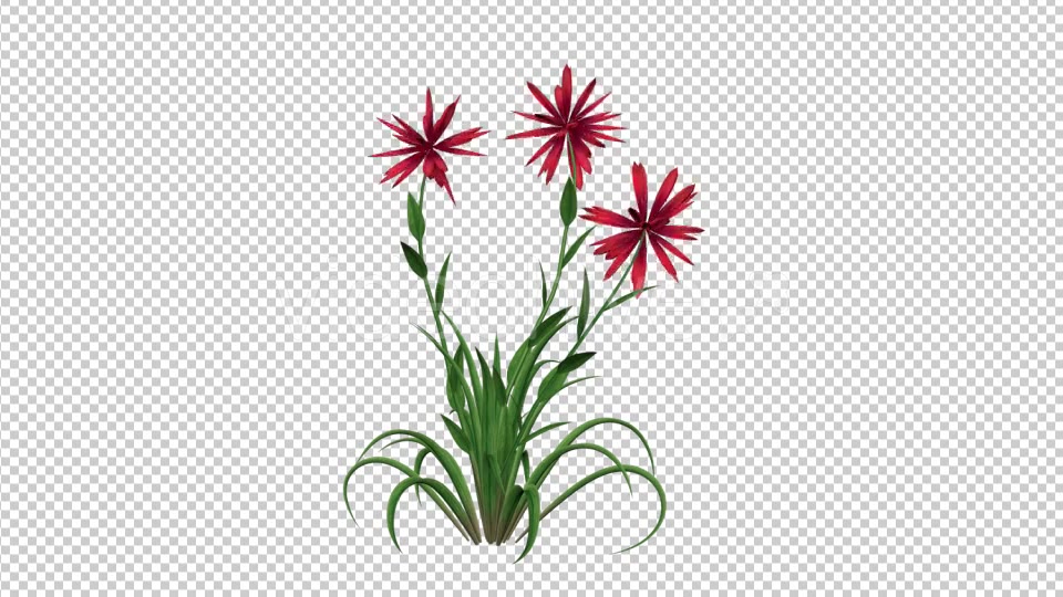 Growing Red Flower Videohive 19461049 Motion Graphics Image 3