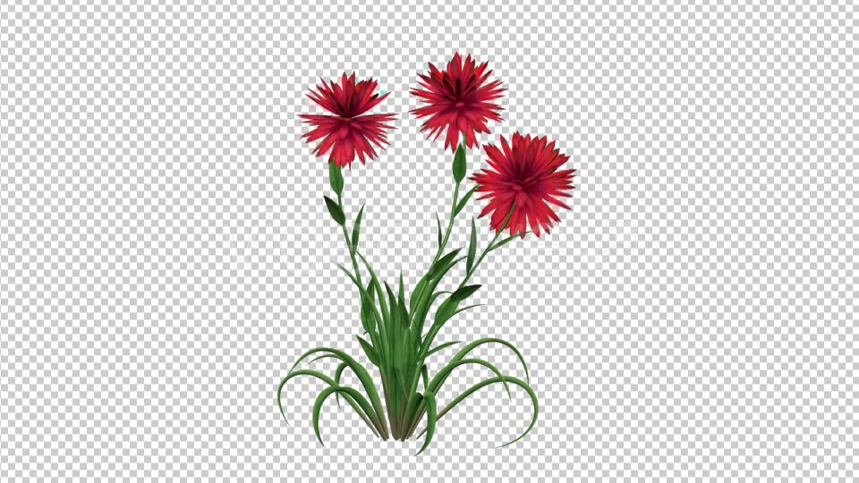 Growing Red Flower Videohive 19461049 Motion Graphics Image 4
