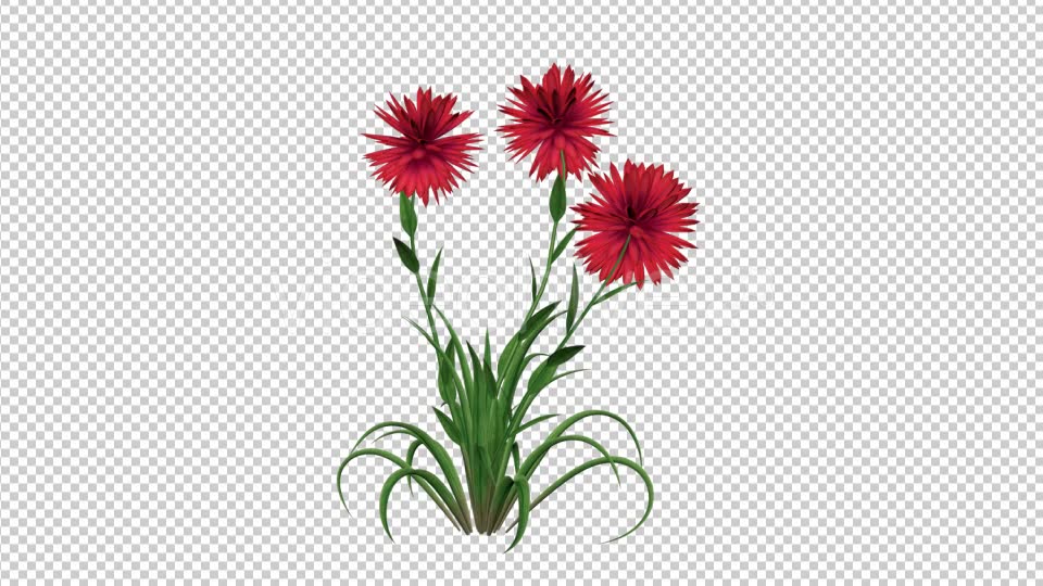 Growing Red Flower Videohive 19461049 Motion Graphics Image 5