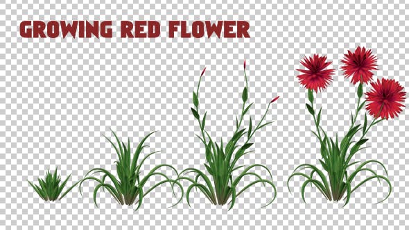 Growing Red Flower - Videohive 19461049 Download