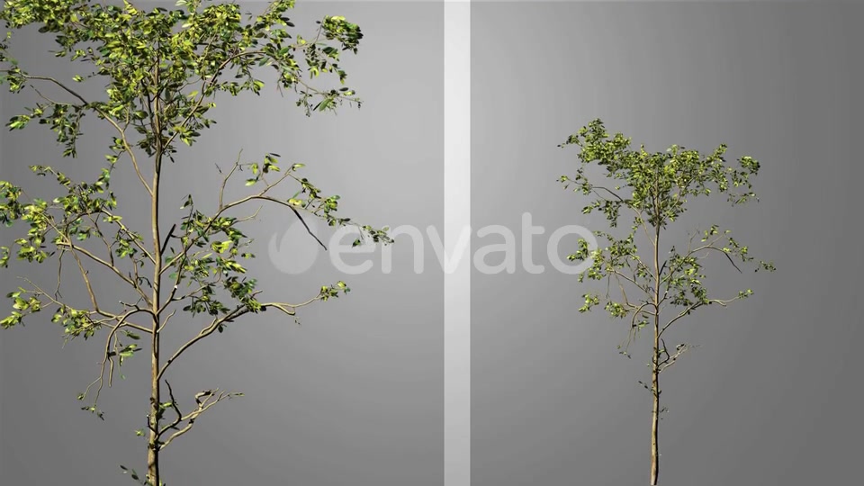 Growing Tree Videohive 23237684 Motion Graphics Image 2