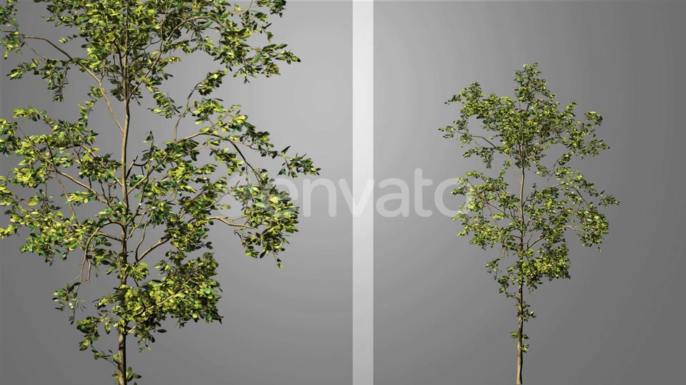 Growing Tree Videohive 23237684 Motion Graphics Image 3