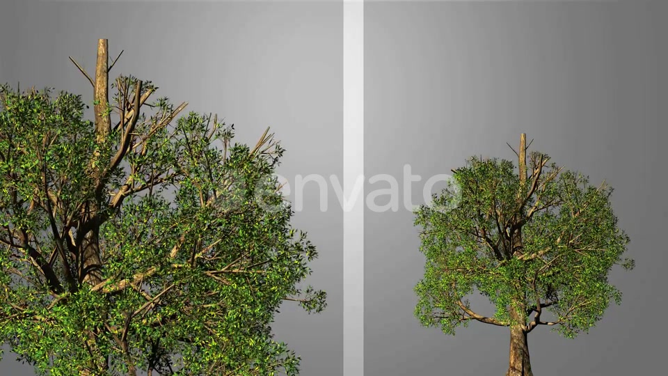 Growing Tree Videohive 23237684 Motion Graphics Image 5