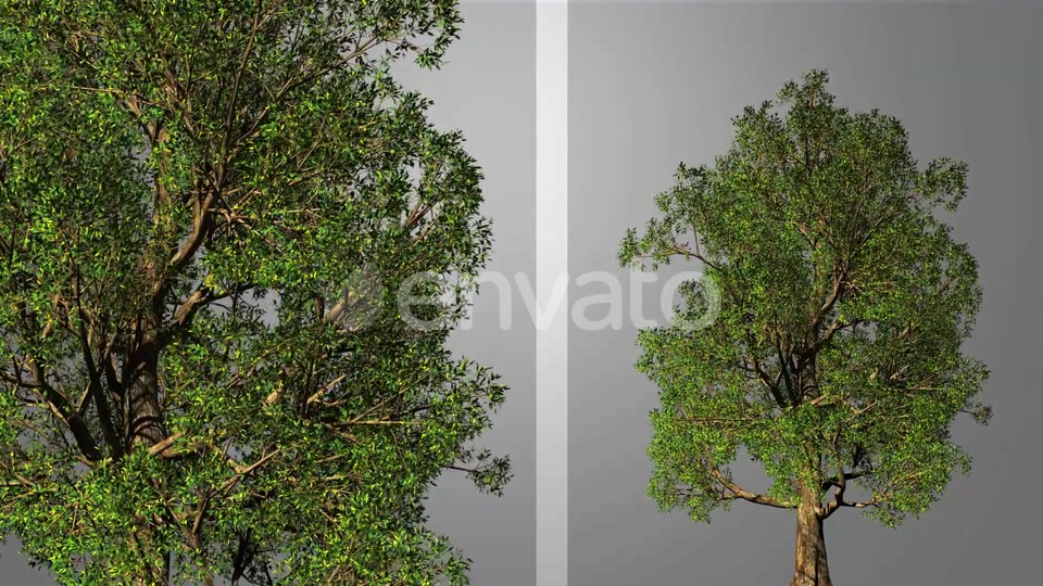 Growing Tree Videohive 23237684 Motion Graphics Image 6