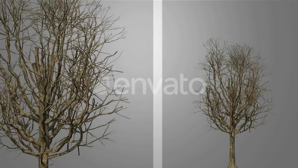 Growing Tree Videohive 23237684 Motion Graphics Image 8