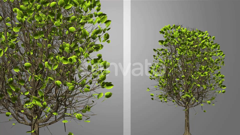 Growing Tree Videohive 23237684 Motion Graphics Image 9